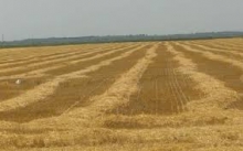 Centru Inchirieri Terenuri Tarnaveni Inchiriere teren Tarnaveni